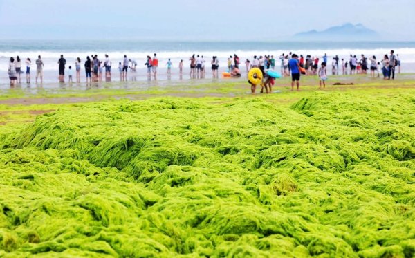 Желтое море цветение водорослей