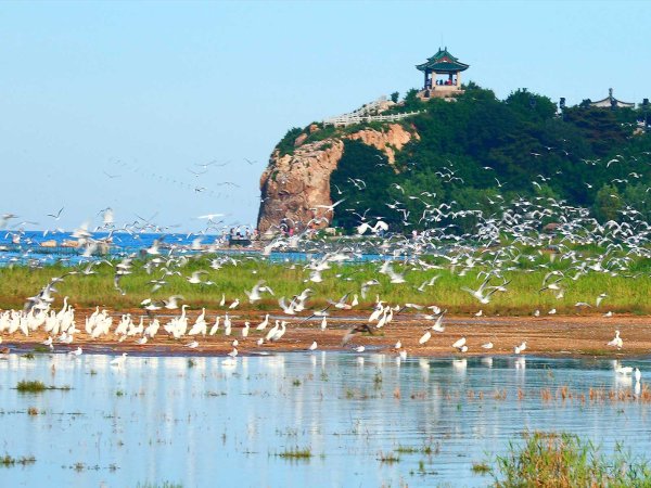 Желтое море Бэйдайхэ