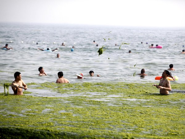 Водоросли Китай