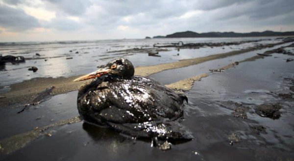 Разлив нефти в мексиканском заливе 2010 животные