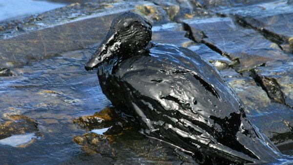 Взрыв нефтяной платформы Deepwater Horizon