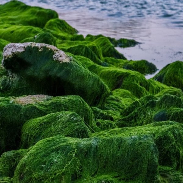 Водоросли Балтийского моря ламинария