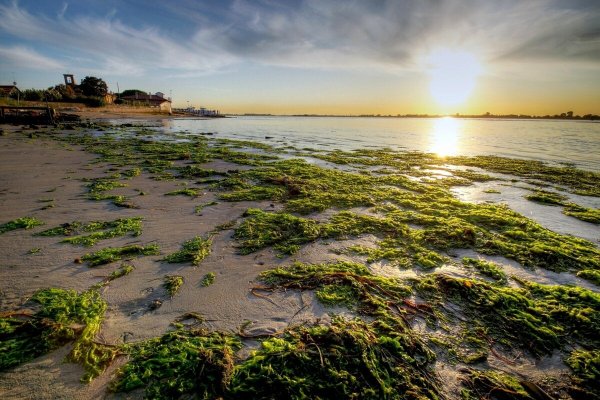 Растения Балтийского моря