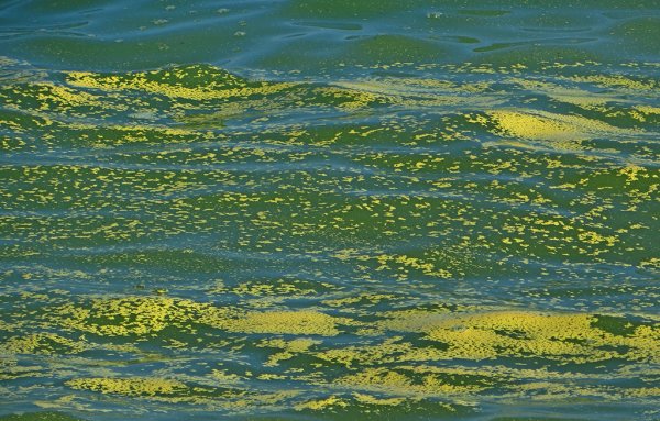 Водоросли Балтийского моря