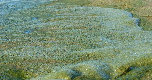 Эвтрофикация Балтийского моря