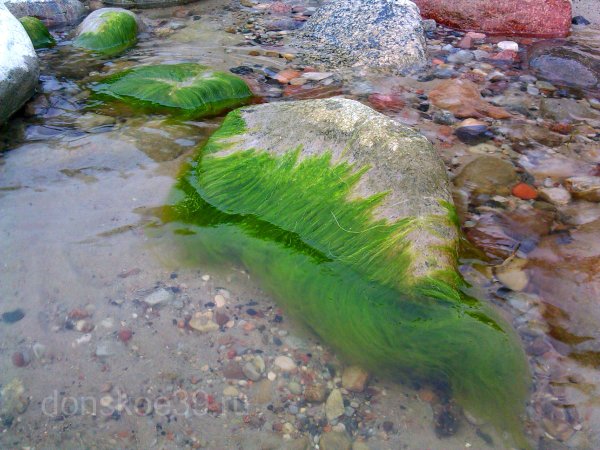 Перифитон водоросли