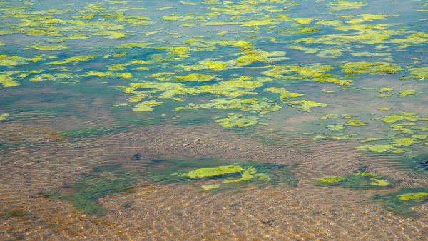 Эвтрофикация Балтийского моря