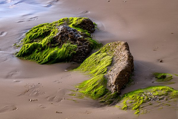 Водоросли Балтийского моря