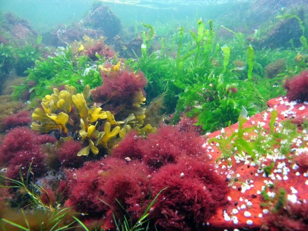 Водоросли макрофиты