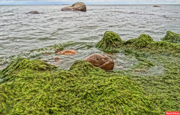 Сине-зеленые водоросли в финском заливе