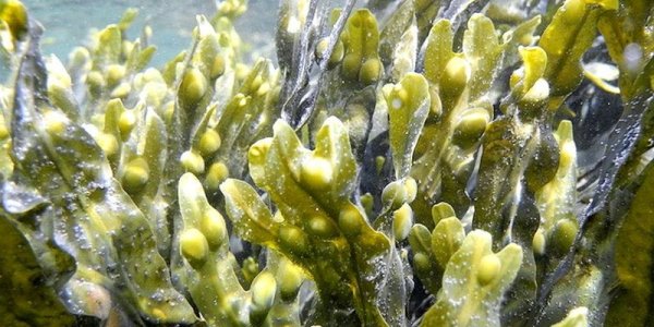 Ламинарии Балтийское море