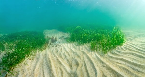 Зостера (Zostera Marina)