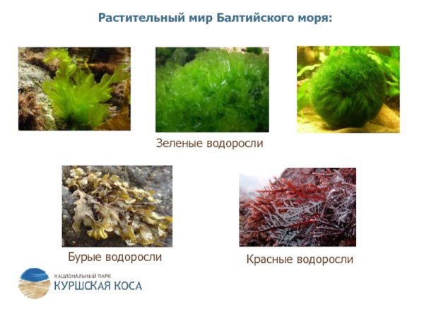 Растительный мир Балтийского моря