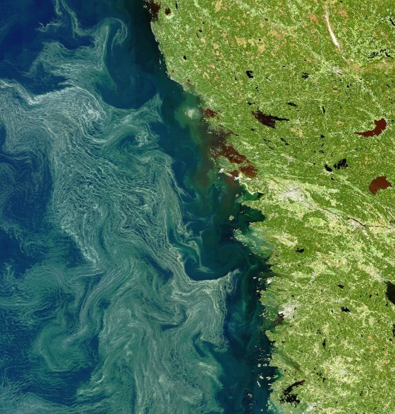 Эвтрофикация Балтийского моря