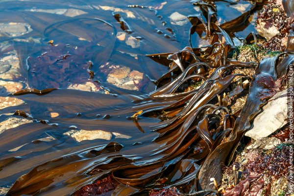 Камчатка ламинария