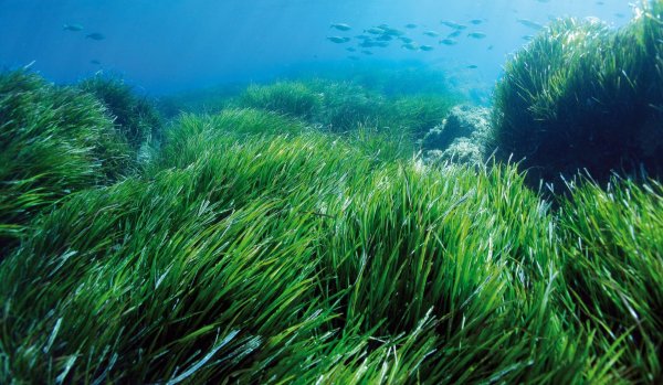 Водоросли фото хорошего качества