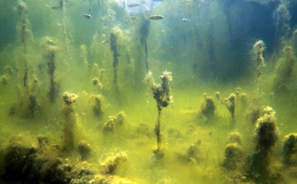 Эвтрофикация Балтийского моря