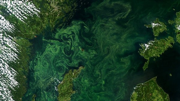 Эвтрофикация Балтийского моря