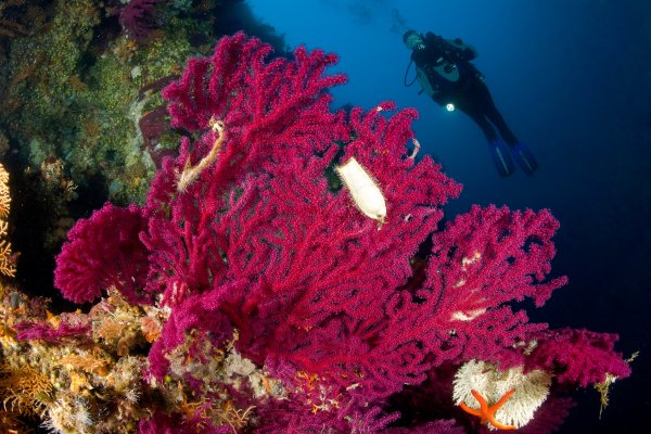 Грибовидный коралл индийский океан