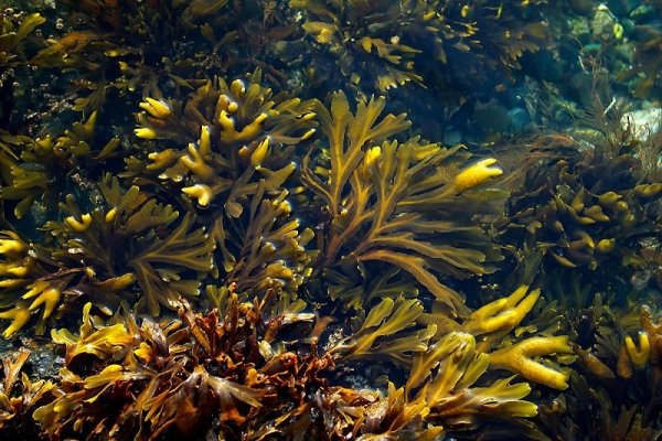 Фукусы морские водоросли