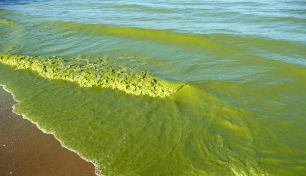 Эвтрофикация черного моря