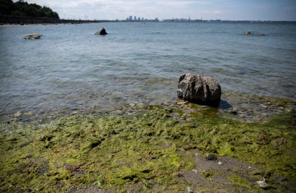 Балтийское море сине зеленые водоросли
