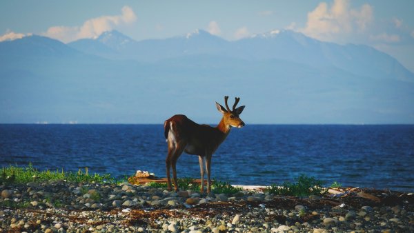 Олень в море