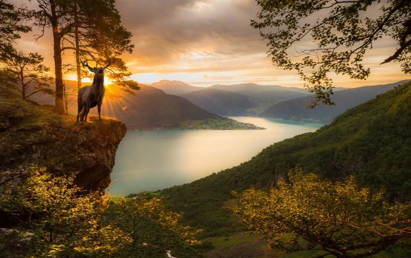 Дикая природа пейзаж