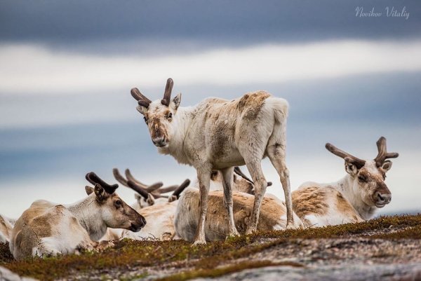 Peary Caribou