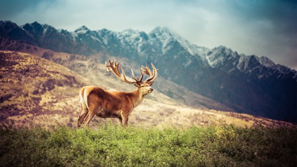 Американский олень