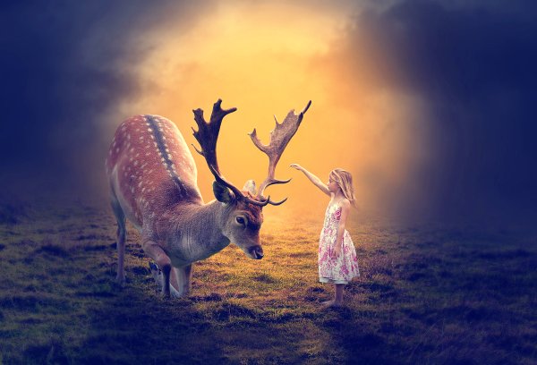Дикая природа