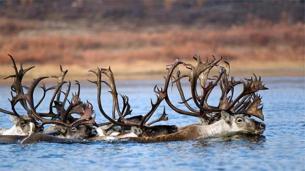 Wildlife artist Ben Hoskyns