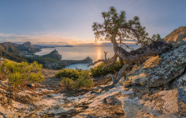 Дерево на обрыве скалы
