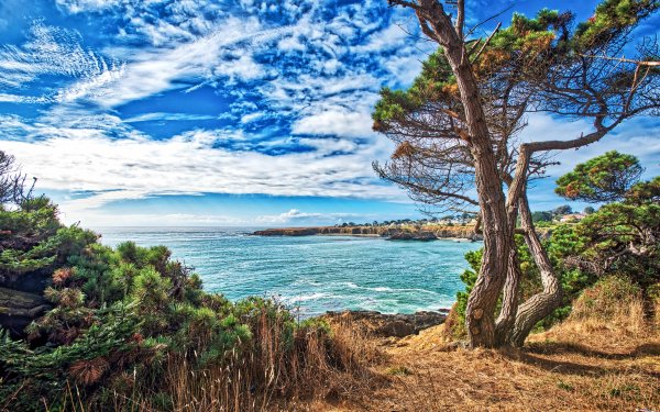 Можжевельник высокий Крымский