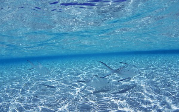 Модульная картина океан