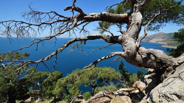 Сосна Мафусаил