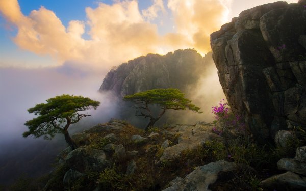 Сосна Южная Корея