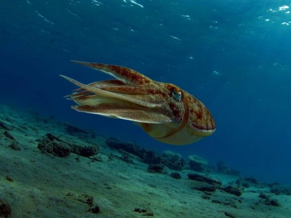 Головоногие моллюски каракатица