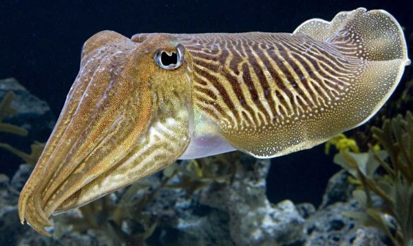 Панцирь морской каракатицы