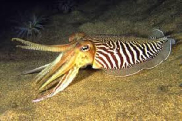 Каракатица моллюск