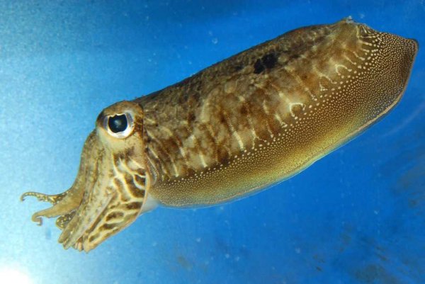 Каракатица обыкновенная