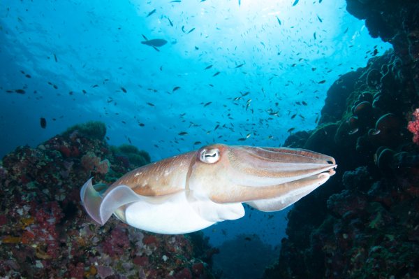 Фараонова каракатица