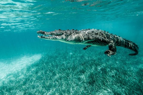 Морской гребнистый крокодил