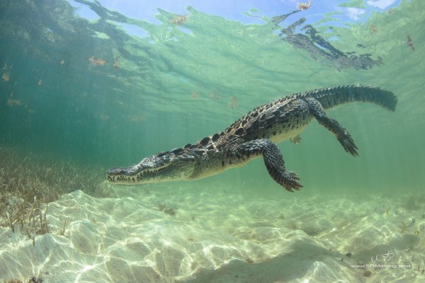 Гребнистый крокодил в океане