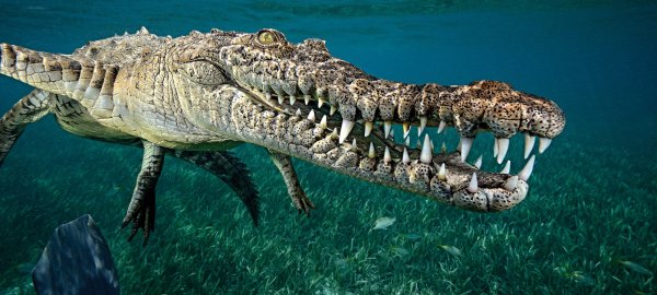 Морской гребнистый крокодил