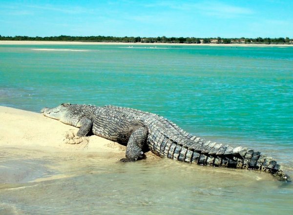 Морской гребнистый крокодил