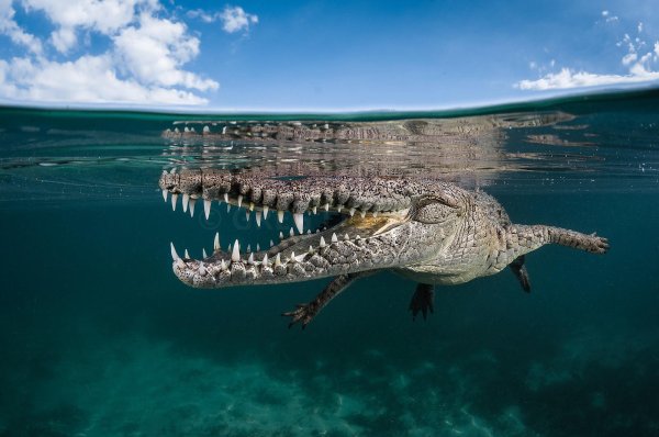 Куба ⦁ Хардинес-де-ла-Рейна