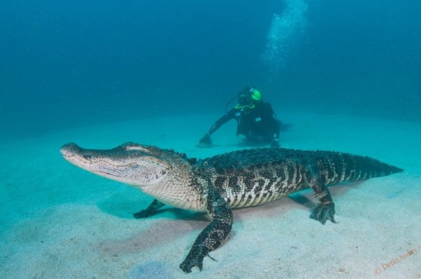 Морской гребнистый крокодил