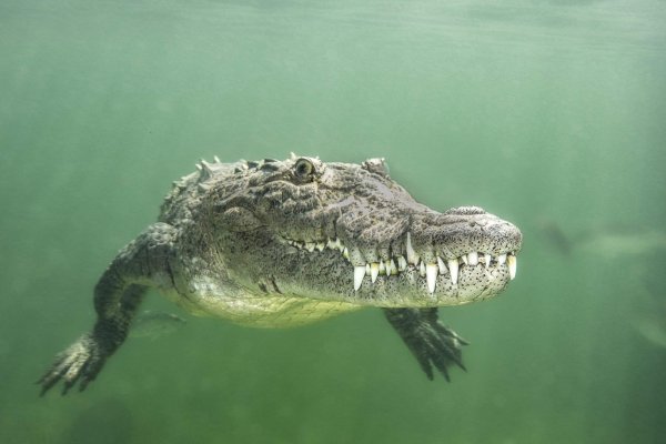 Морские крокодилы на Соломоновых островах