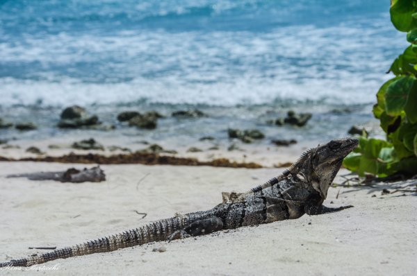 Гребнистый или морской крокодил